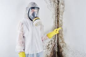 Best Basement Mold Removal  in Fallbrook, CA